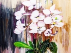 Orchidées en pots